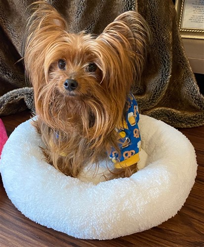 Dog or Cat Comfy Bed PDF Sewing Pattern