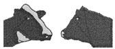 2 cows Embroidery Design